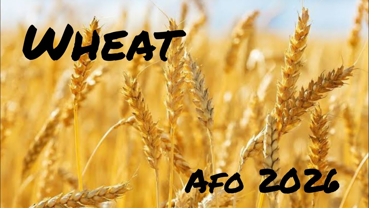 Wheat Part 1|Afo 2026|Nabard|UPSC|
