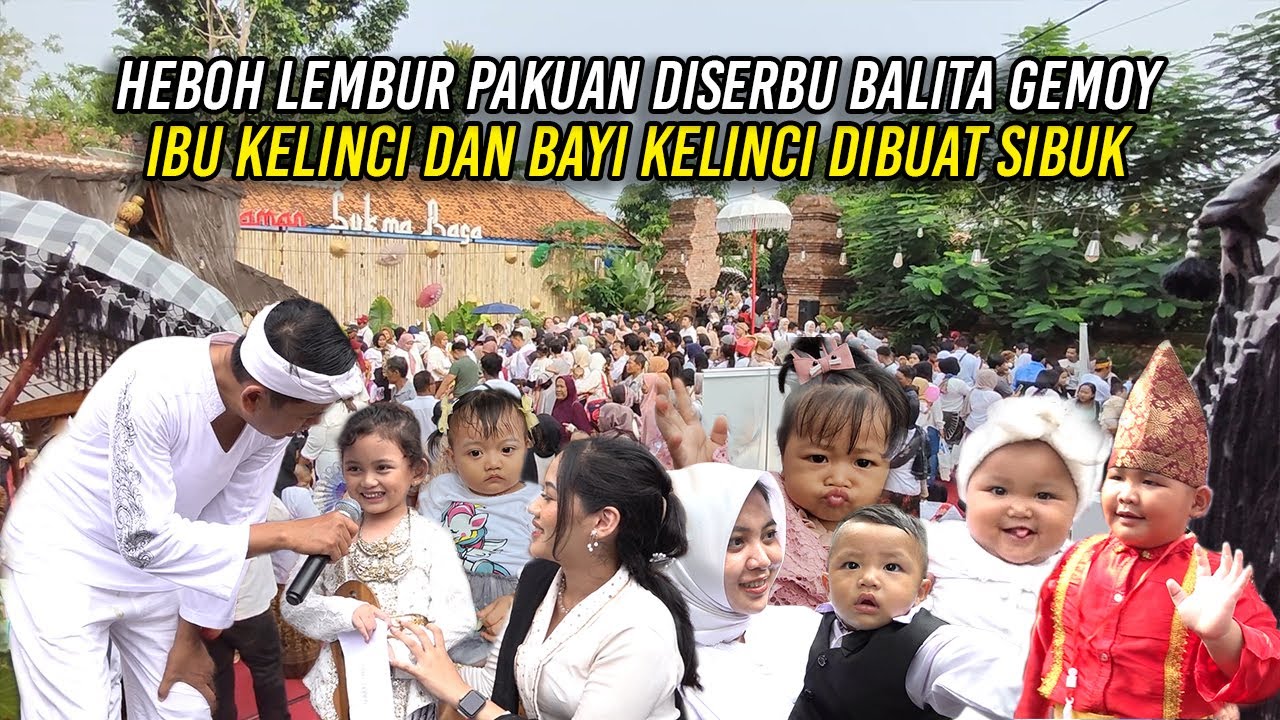 HEBOH LEMBUR PAKUAN DISERBU BAL1TA GEMOY | IBU KELINCI DAN BAYI KELINCI DIBUAT SIBUK