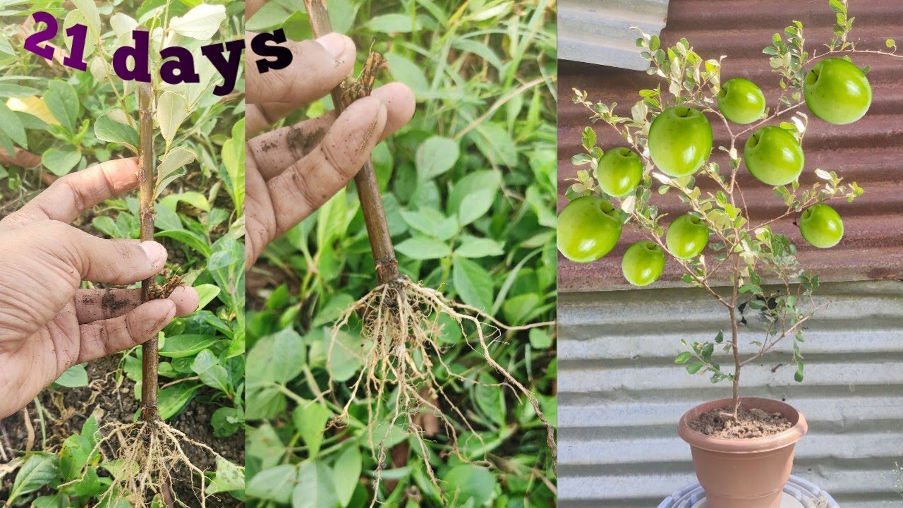 wey to grow jujube in 21 days at home from branch//propagation jujube.