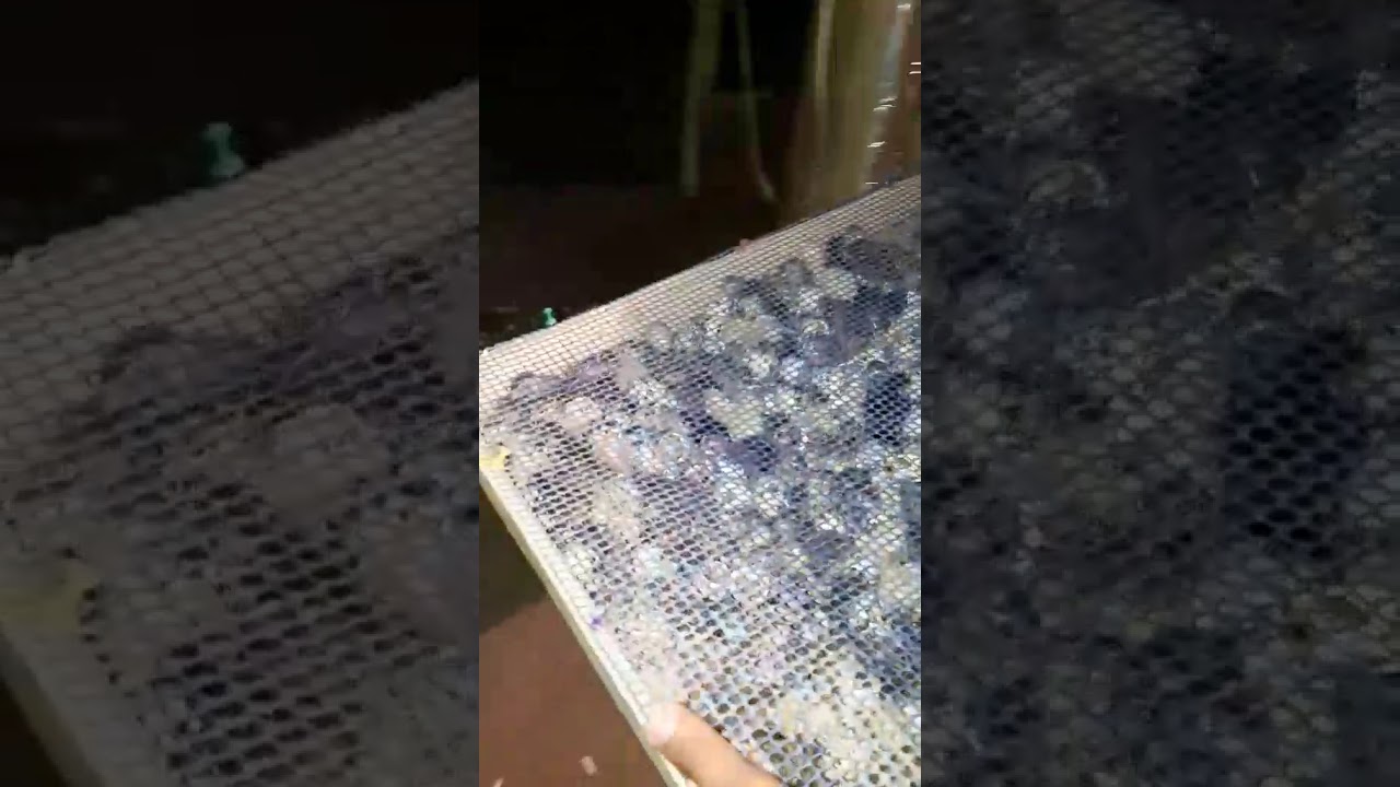 Լորի ճուտիկներ։ перепела