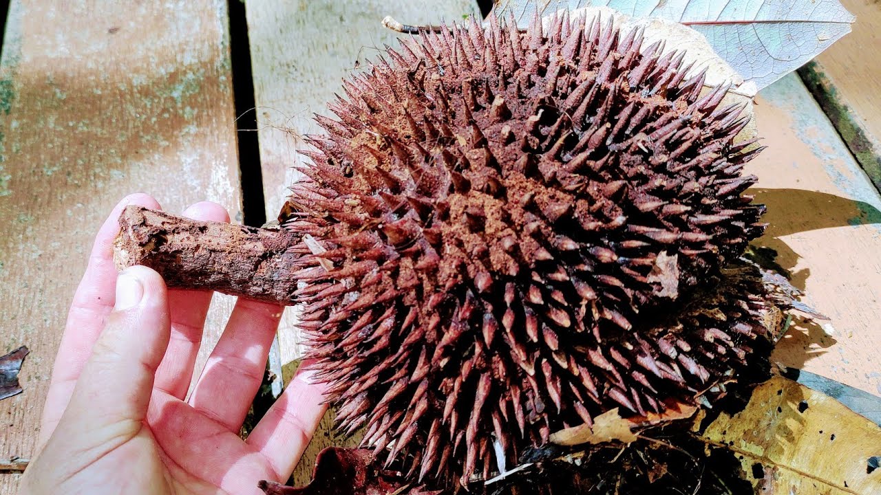 Coelostegia borneensis - Durians Rock Hard Relative