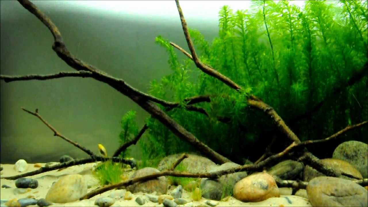 North & Central American cichlids in the display aquarium (episode 1)