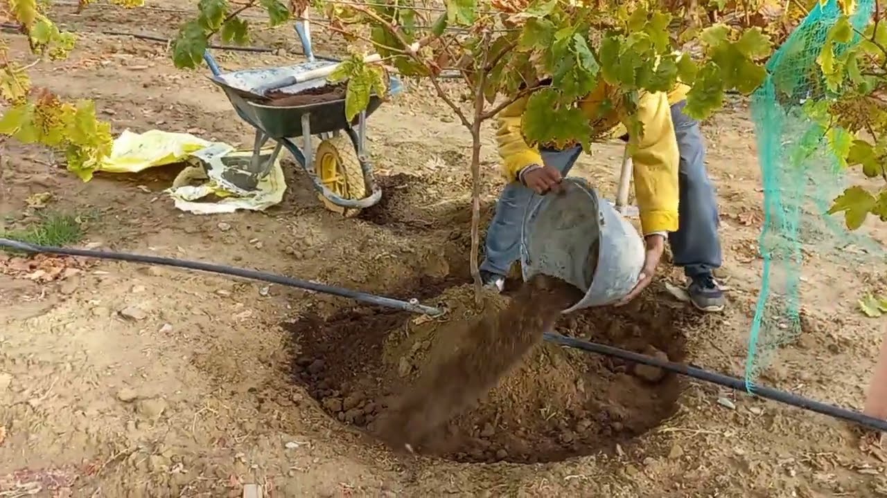 تسميد العنب بالسماد العضوي (التقليم - الحلقات الدائرية - التسميد). Fertilizing Our Organic Grape.