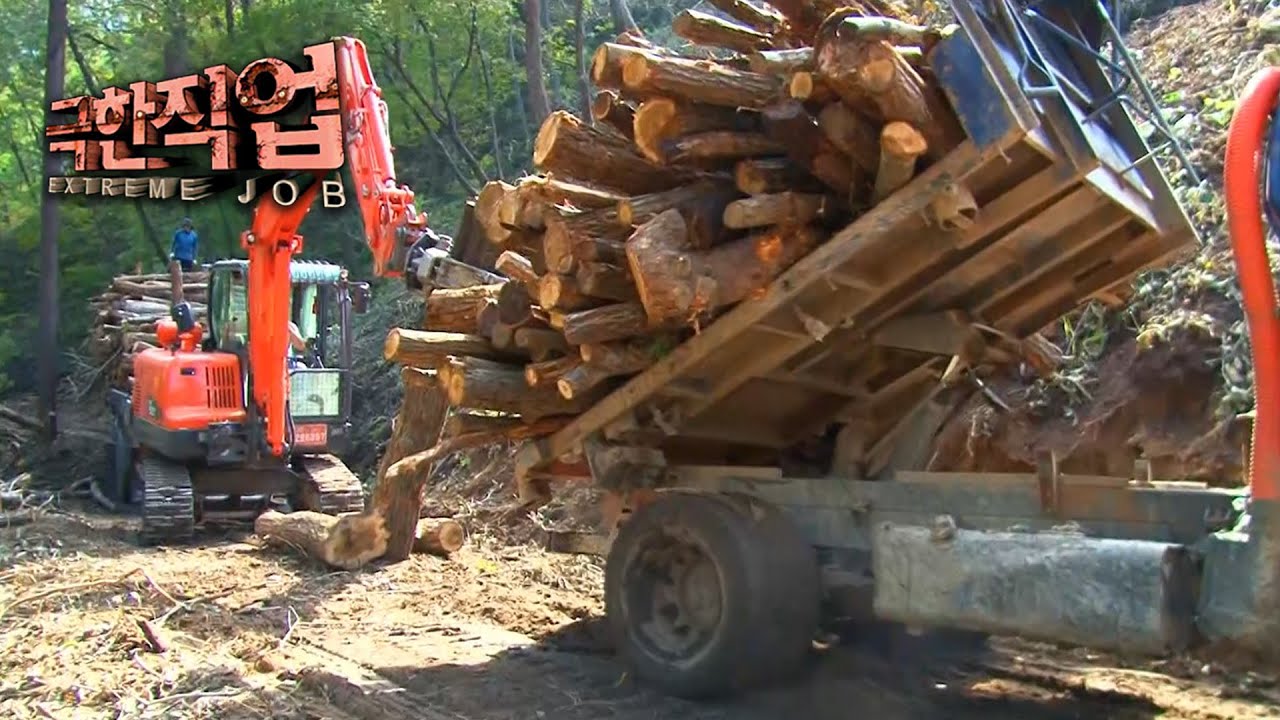 [극한직업] - 벌목공 1~2부