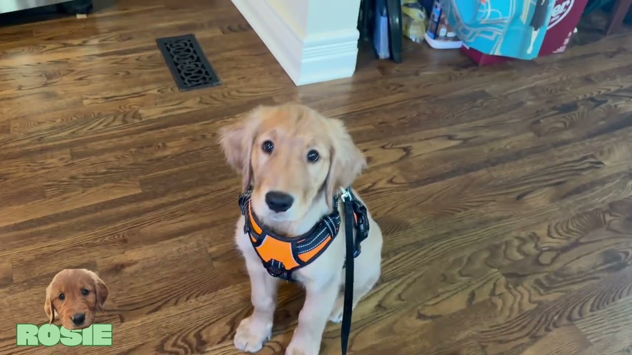 New Dog. Old Tricks.