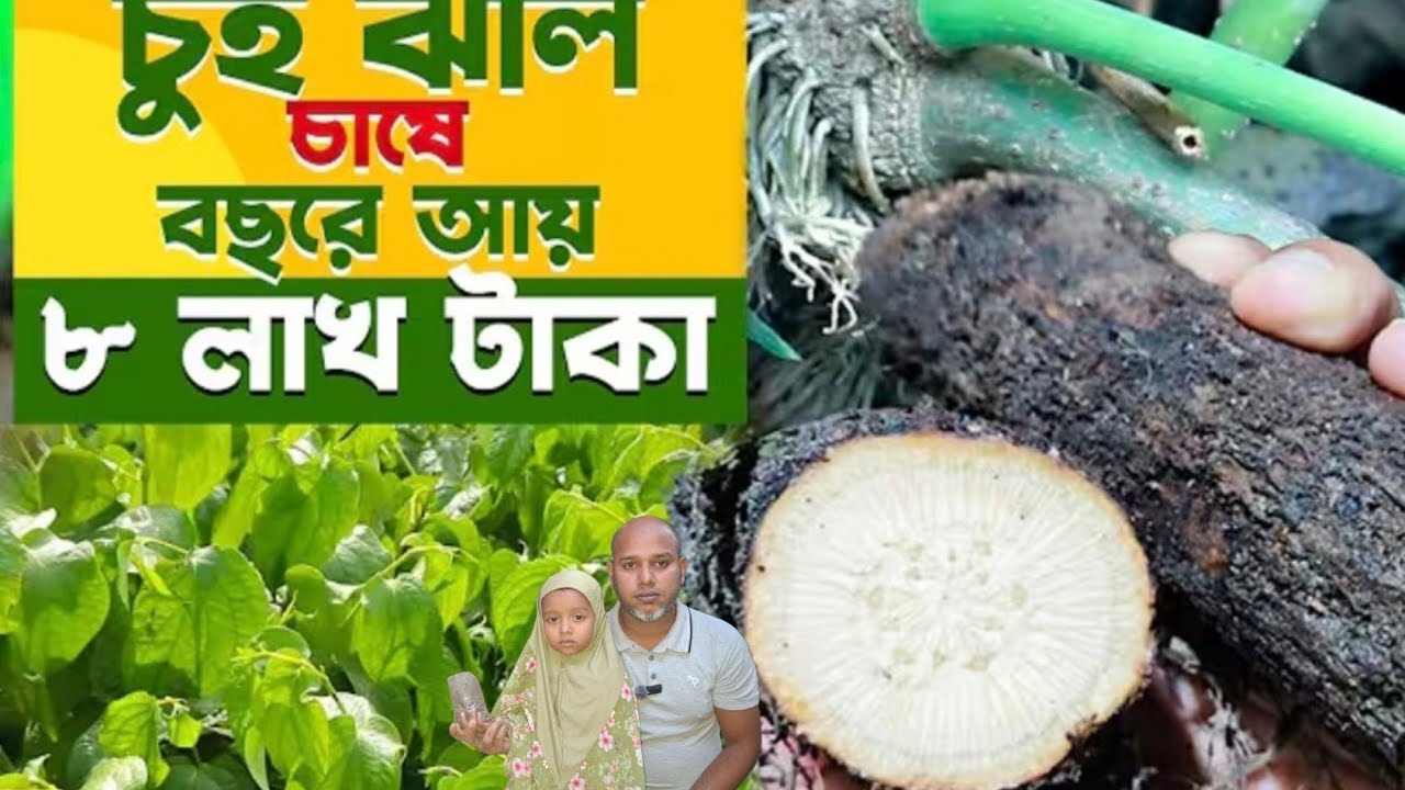 “চুইঝাল চাষ করে বছরে ৮ লাখ টাকার আয় | লাভজনক কৃষি ব্যবসা | Chuijal Farming Success Story”