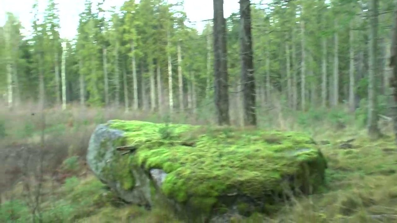 En skogspromenad