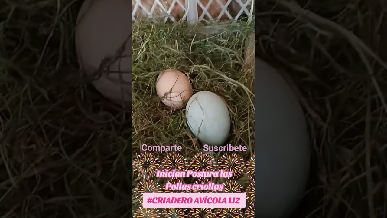 Inicia Postura Gallinas 