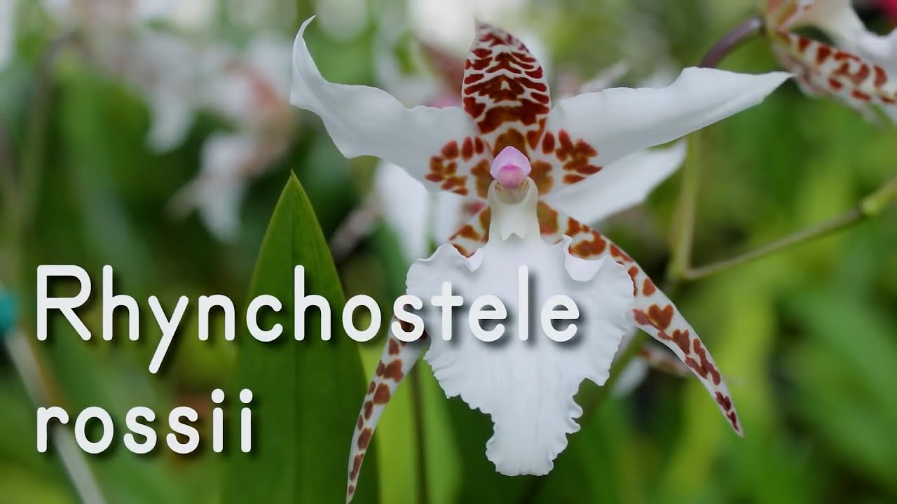 Orquídea Rhynchostele rossii