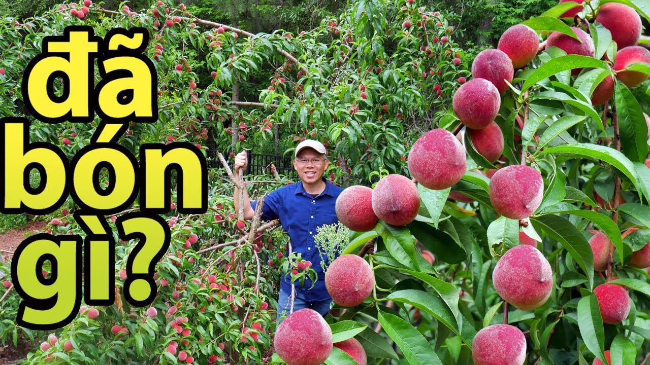 Trĩu quả gẫy cành! Bón phân gì? (Miễn phí!!!)