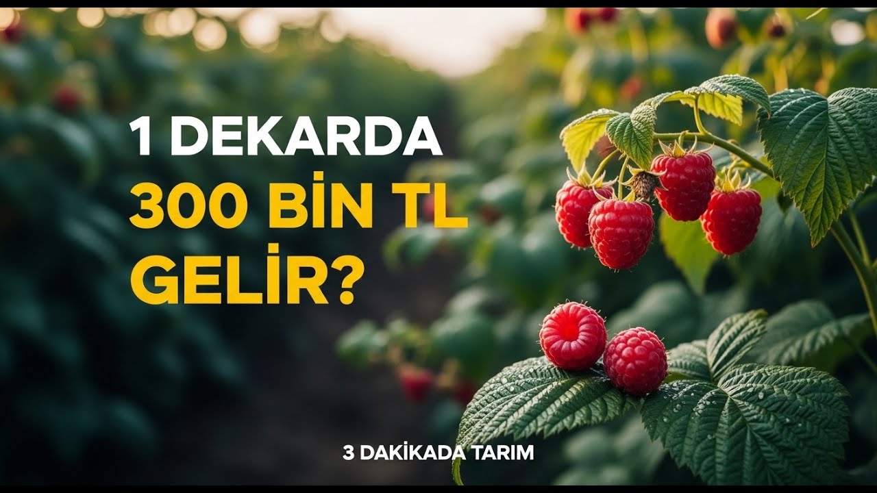 Ahududu Yetiştiriciliği | 1 Dekarda 300 Bin TL Gelir Mümkün mü?