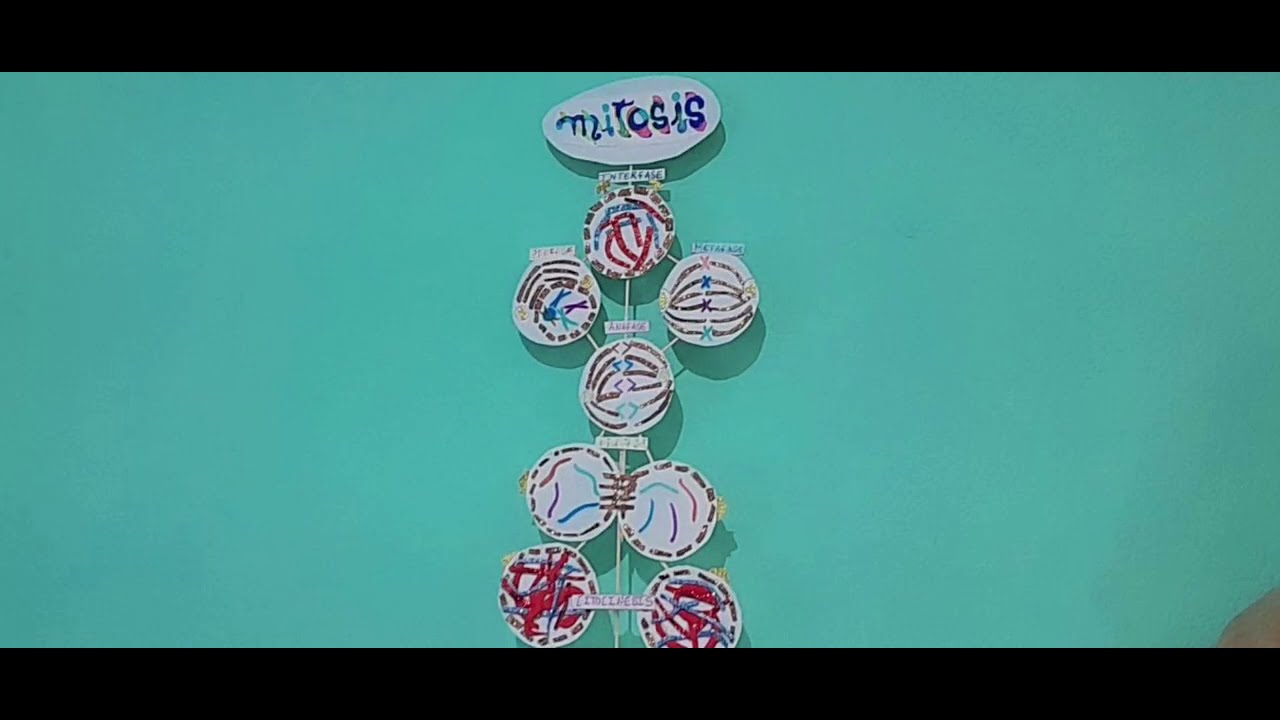 Maqueta de Mitosis