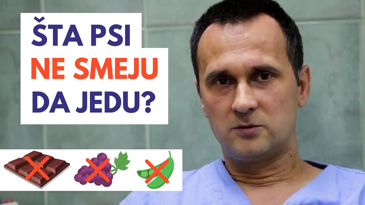 ŠTA PSI NE SMEJU DA JEDU?  | Veterinar Nikolašev