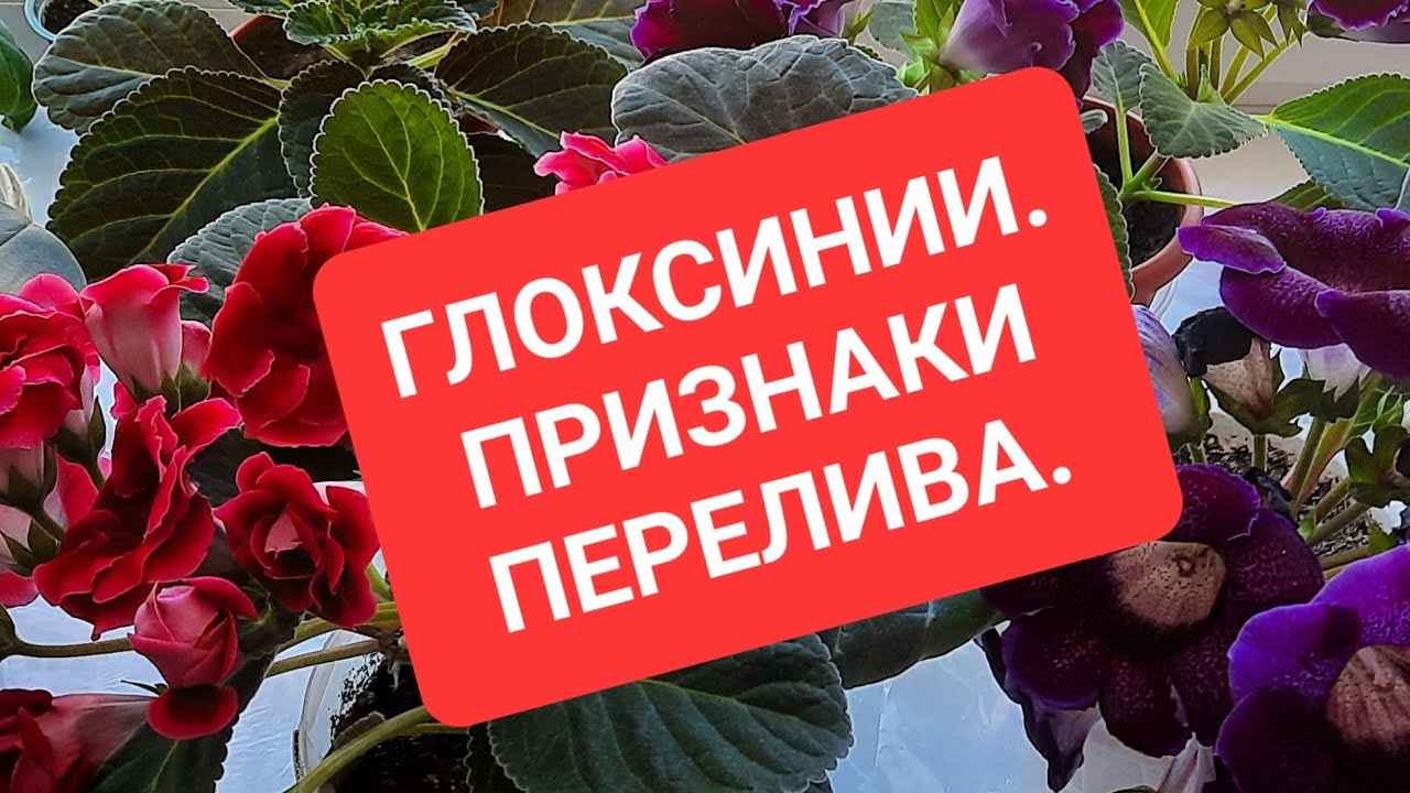 ГЛОКСИНИИ. Признаки перелива.