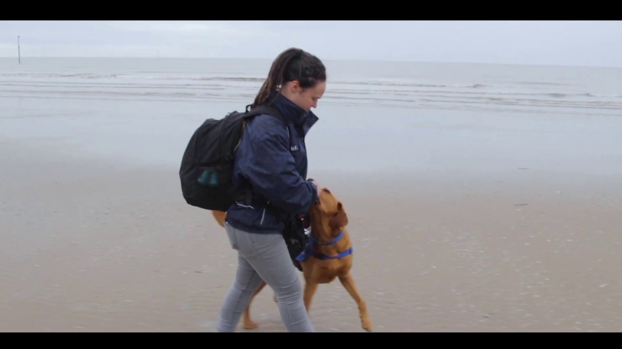 Epilepsy seizure alert support dog Wadsley