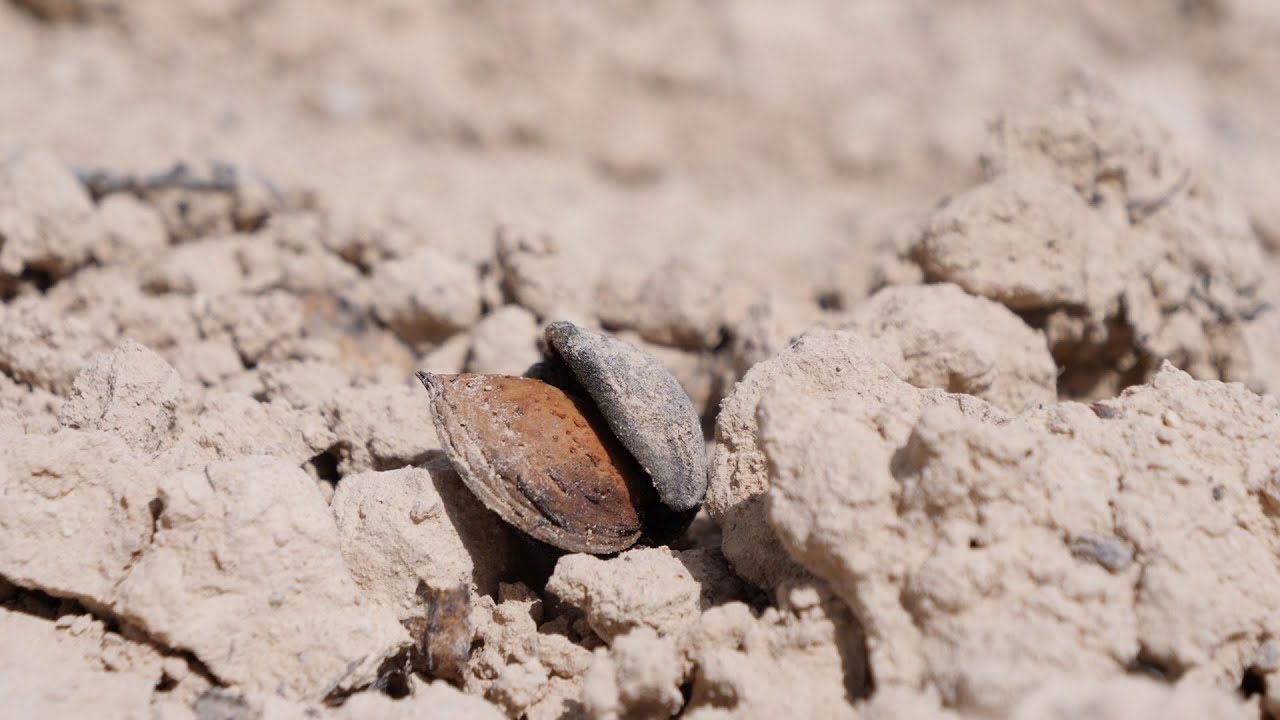 La sequía rabiosa amenaza la supervivencia del secano en la Región de Murcia | La7 Diario del Campo