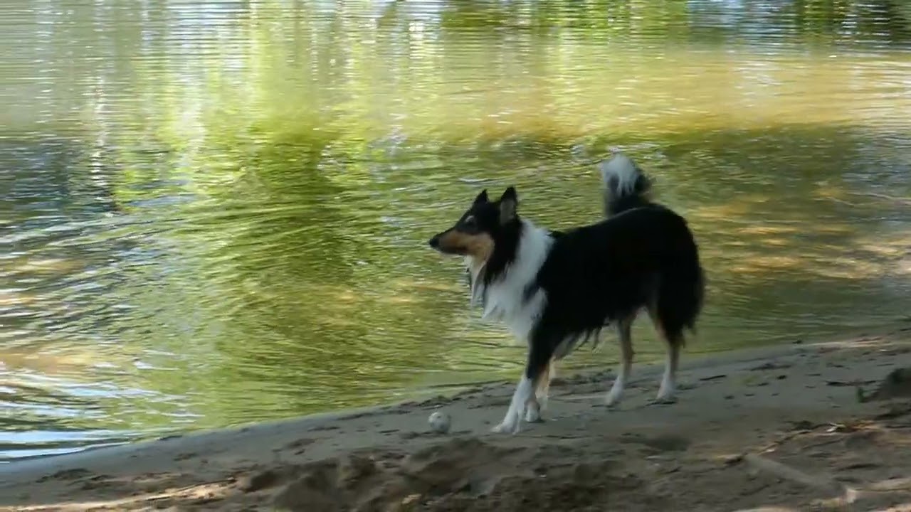 Polly, ein Seelenhund geht, ein neuer Stern leuchtet