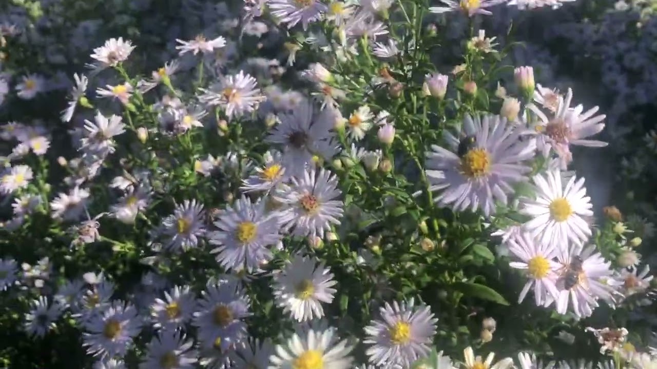 Asters The Summer Flowers 