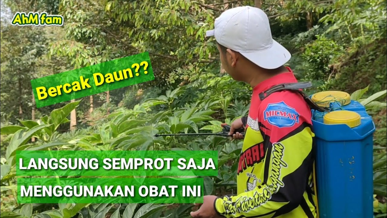 SEGERAA‼️SAYA PAKAI OBAT INI UNTUK BERCAK DAUN