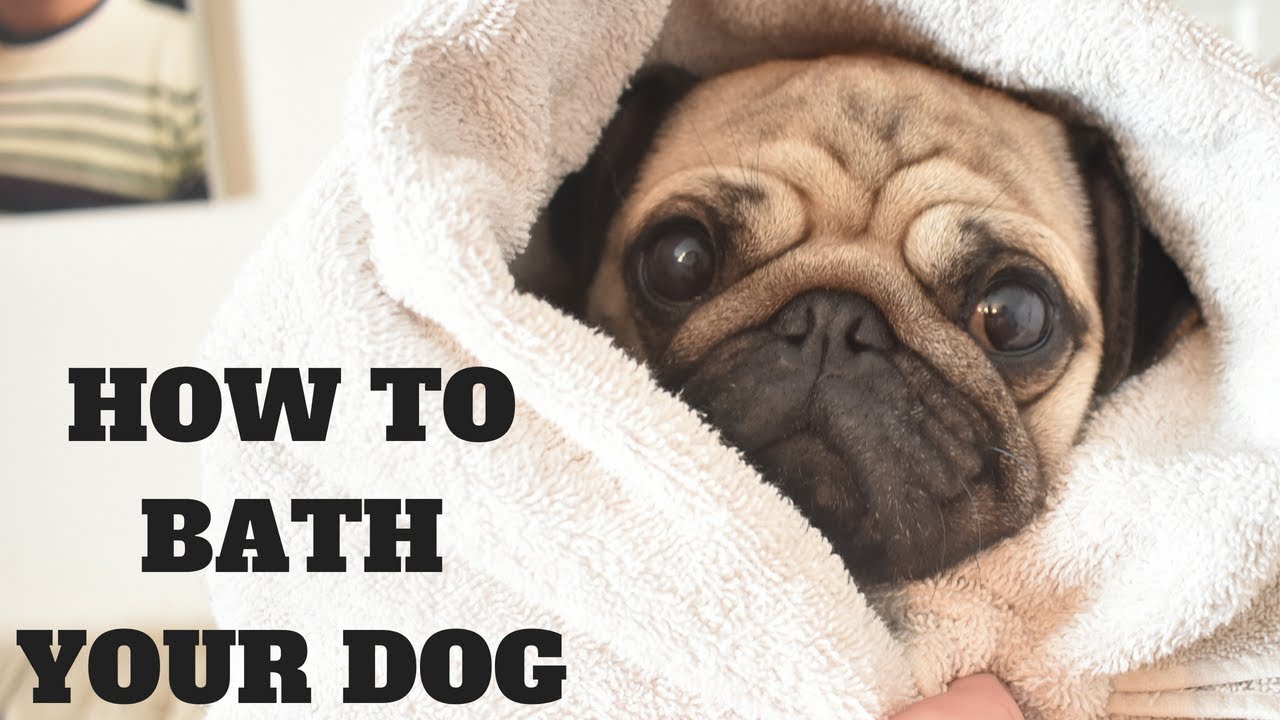 How to bath your dog with Rupert the Pug - Professional dog grooming salon tutorial