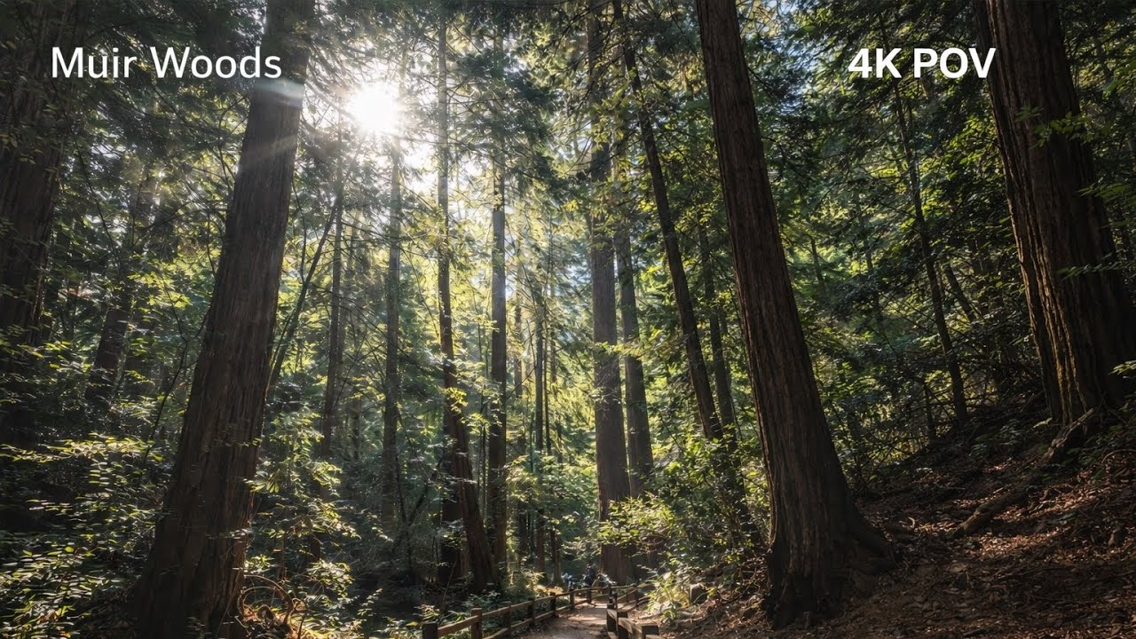 Muir Woods 4K POV Walking Tour Walking Among the Tallest Trees on Earth (Redwood Forest California)