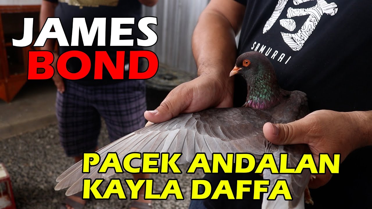 TIM CHOCOLATE PANTAU KANDANG PACEK KAYLA DAFFA, CARI MATERI ?