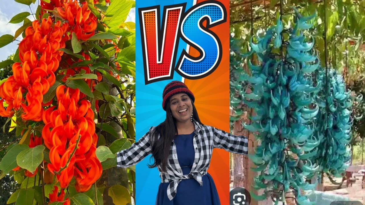Jade vine പൂത്തുലഞ്ഞു രണ്ട്  നിറങ്ങളിൽ / Jade vine Red/ jade vine blue