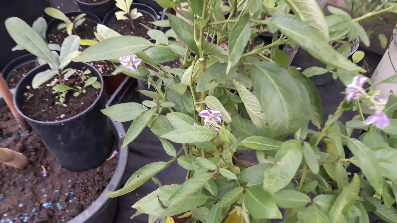 Пепино, зимовка  саженцев