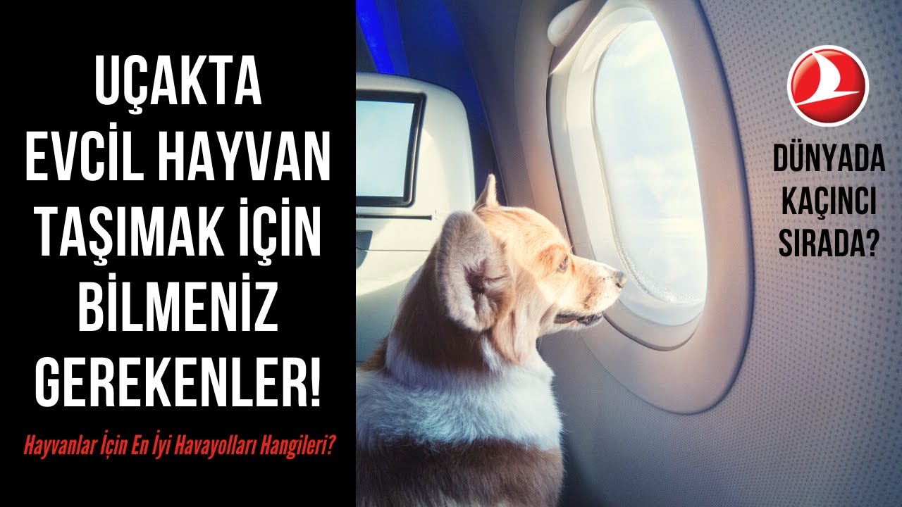 UÇAKTA EVCİL HAYVAN TAŞIMA KURALLARI! | HANGİ HAVAYOLU EN İYİ?