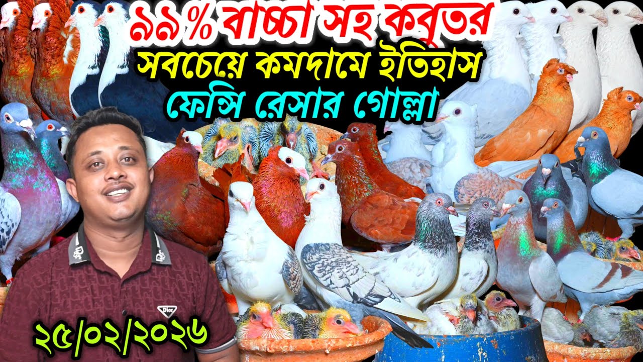 ৯৯% বাচ্চা সহ কবুতর সবচেয়ে কমদামে ইতিহাস সেরা রাজকীয় ফেন্সি রেসার গোল্লা গিরিবাজ কবুতর কিনুন