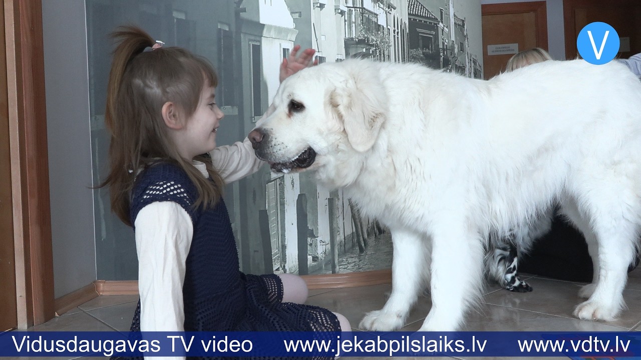 Suņi palīdz uzlabot veselību – kanisterapijas spēks