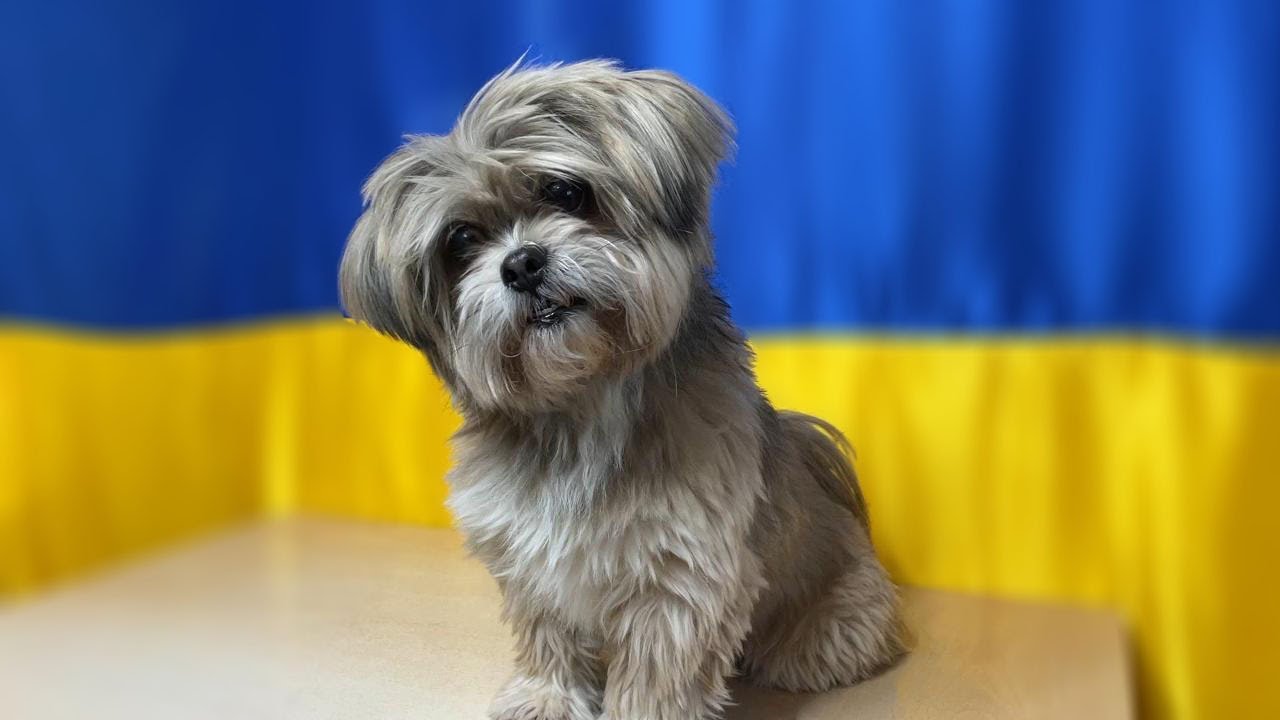 Shih Tzu short Haircut for Summer