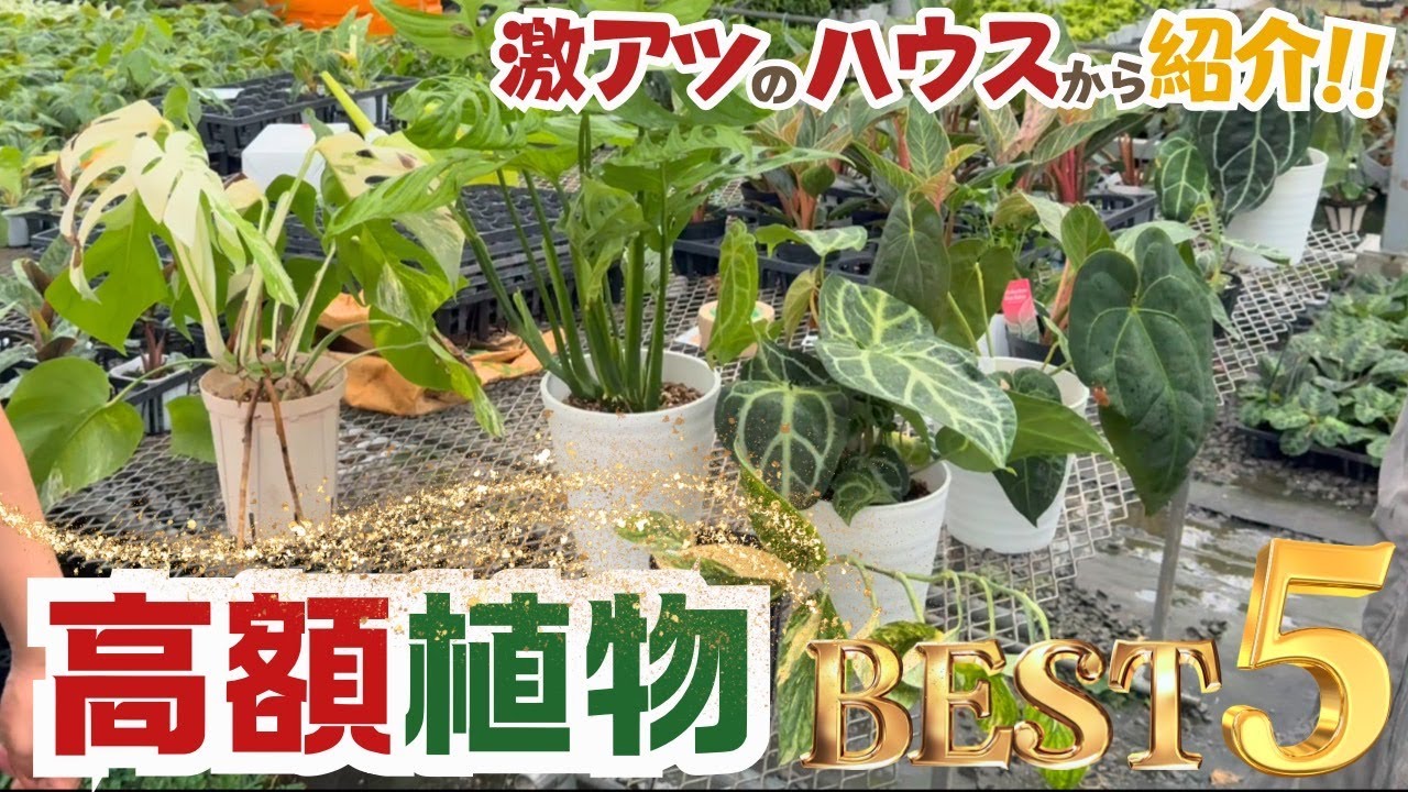 高額植物BEST5【観葉植物】