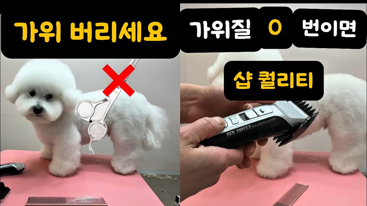 셀프미용 대참사 경험했다면? 당장 가위 버리고 '이거' 쓰세요 #doggrooming 