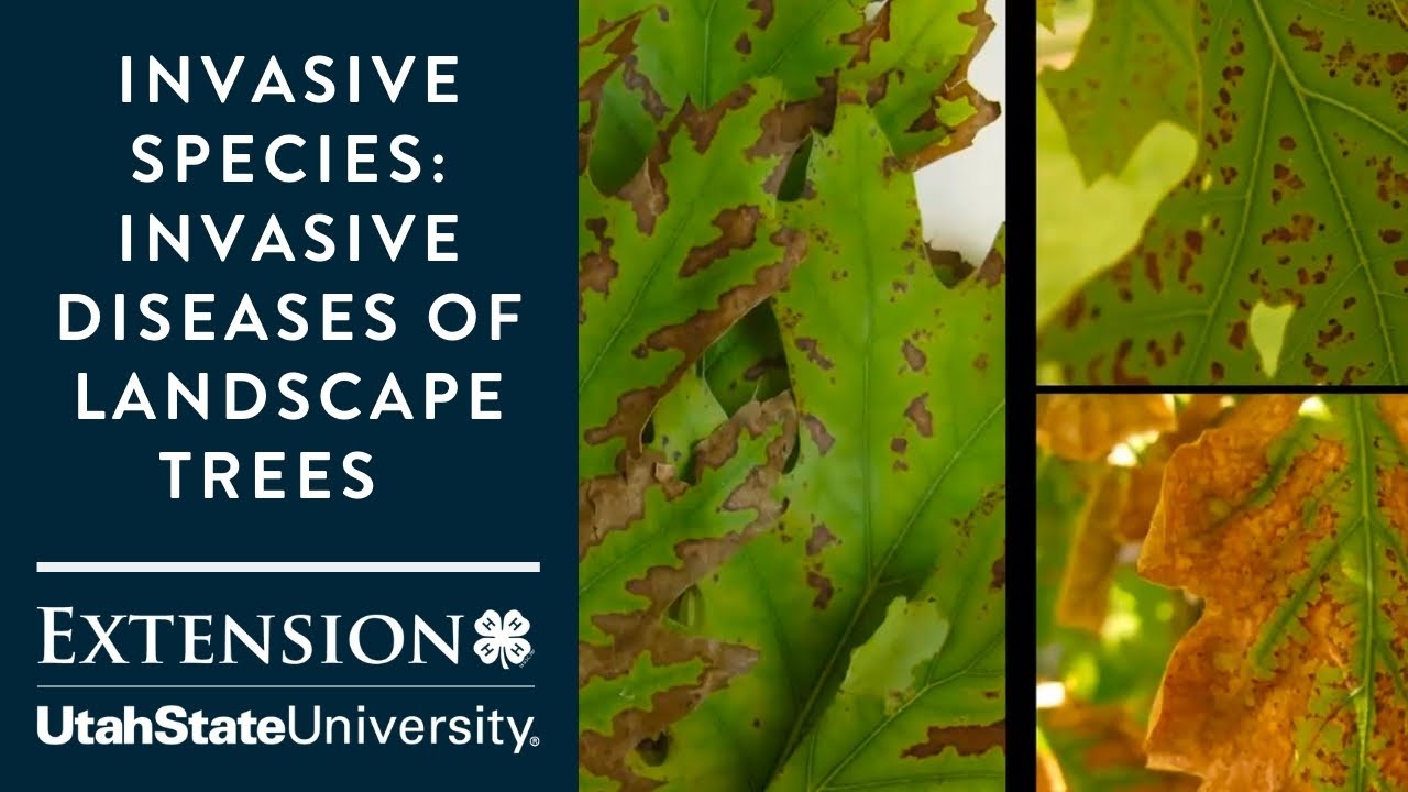 Invastive Tree Diseases