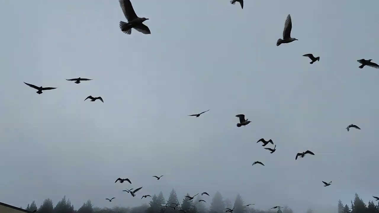 Gulls at the Aberdeen log pavilion  2/3/24
