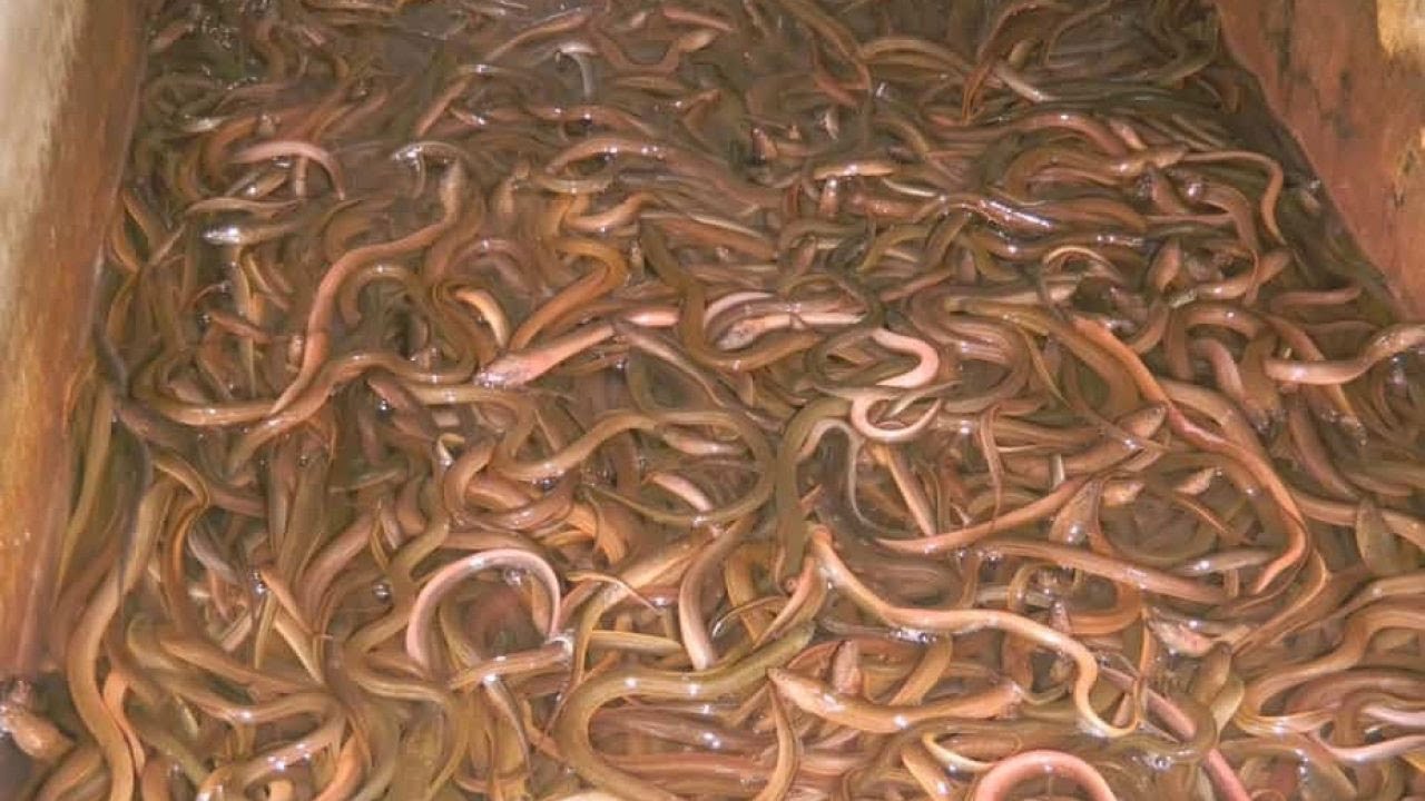 CARA BUDIDAYA BELUT AIR BERSIH TANPA LUMPUR DI KOLAM TERPAL - USAHA MODAL KECIL MENJANJIKAN