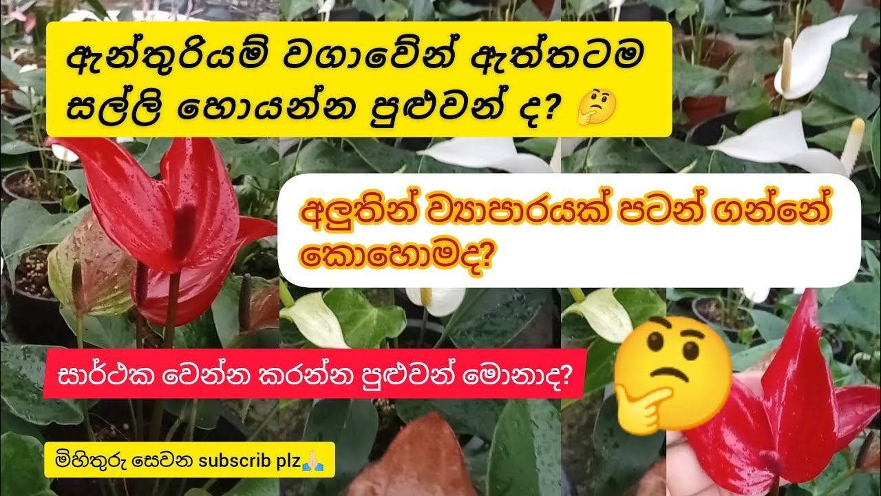 ඇන්තුරියම් වගාවේන් ඇත්තටම සල්ලි හොයන්න පුළුවන් ද? සාර්ථක වෙන්නේ කොහොමද? 🤔🤔#plant #income #anthuriyam