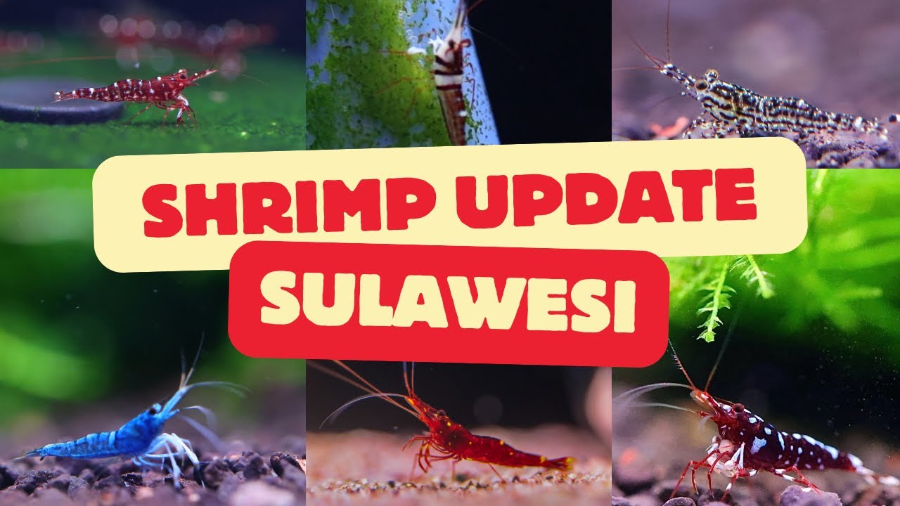 กุ้งสุราเวศรี กุ้งเลี้ยงง่าย ที่ไม่ต้องใช้น้ำเย็น กุ้งแคระสีใหม่ #sulawesishrimp #กุ้งสี #biogreen