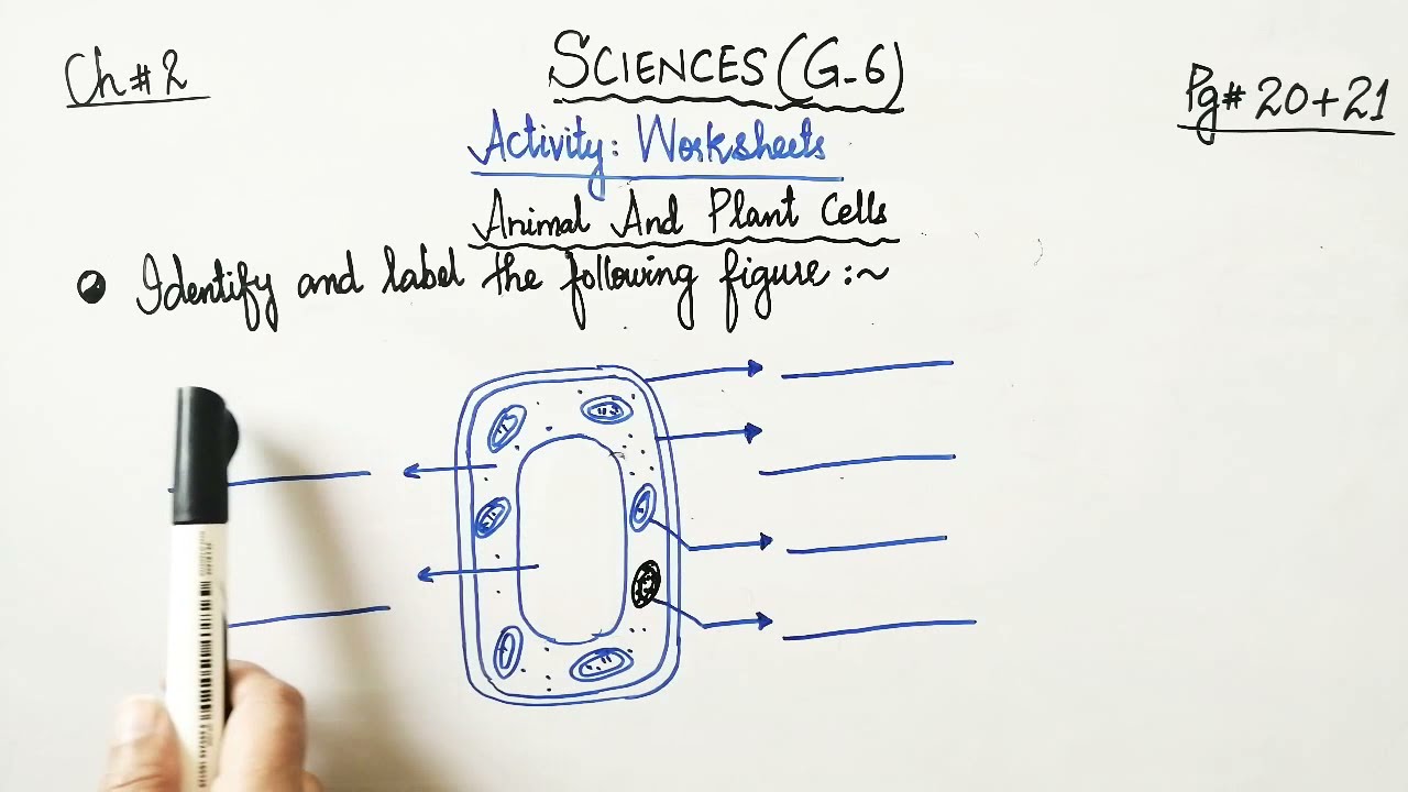 Grade 6 - Sciences - Ch#2: life and living things - worksheet # 2 - Plant Cell