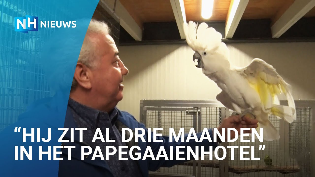 Klanten missen papegaai Elvis van Amsterdams restaurant 1e klas