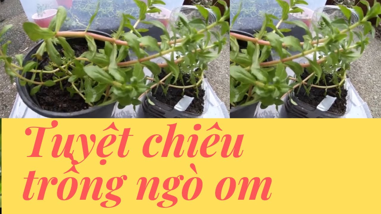 Cách Trồng Rau Ngò Om Trong Thùng Nhựa Ở Mỹ