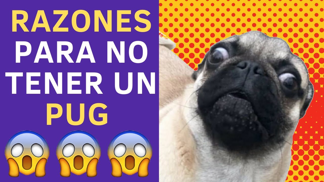 😱Descubre 7 Razones de por qué NO TENER un Pug 😱