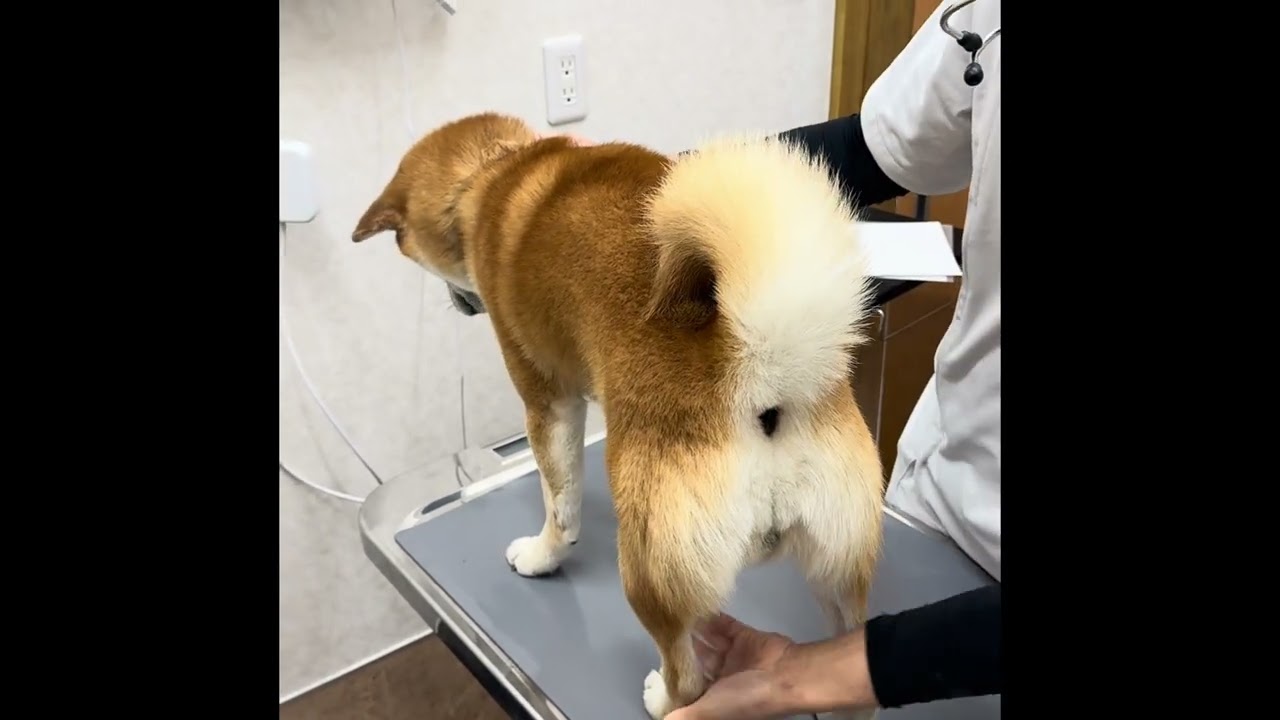 柴犬レオ、狂犬病ワクチン💉どうぶつ病院であばれる😆🤣 #レオ #柴犬 #元気