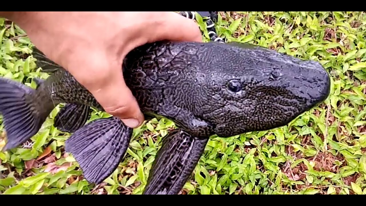 Catching prehistoric catfish By Hand 🤘( Loricariidae )Noodling