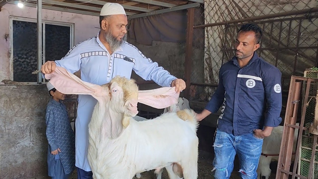 Top Hyderabadi Patira Breeding Setup | SK Goat Farm Surat | Sasti Bakriyaa.