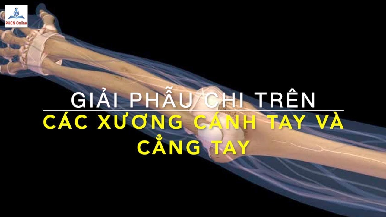 Giải phẫu chi trên: Các xương cánh tay và cẳng tay