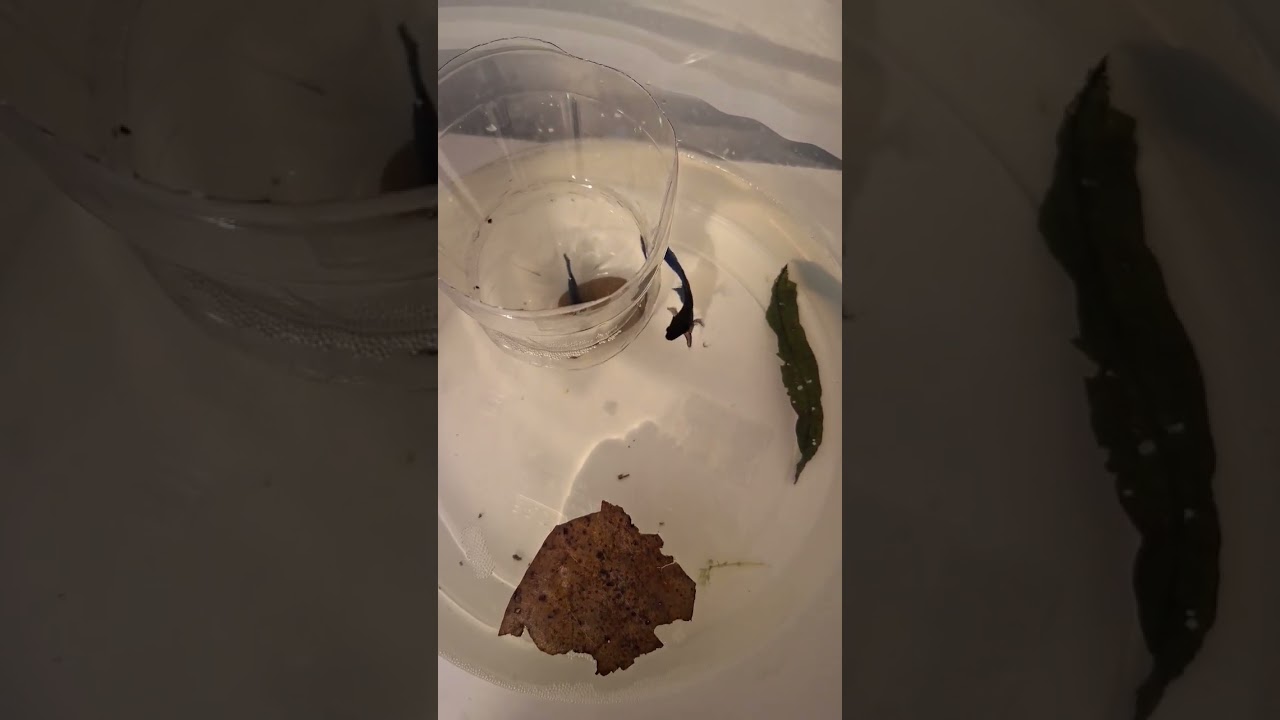 pre desovacion betta hembra splenders + betta macho cola de velo 