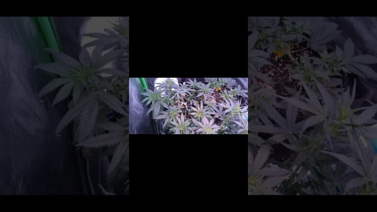 first grow ever legendary g13 strain