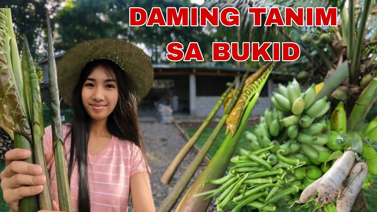 Kumuha ng mga gulayin pang uwi sa bayan| Kumuha ng mga gulay si MANANG BIBI sa bukid